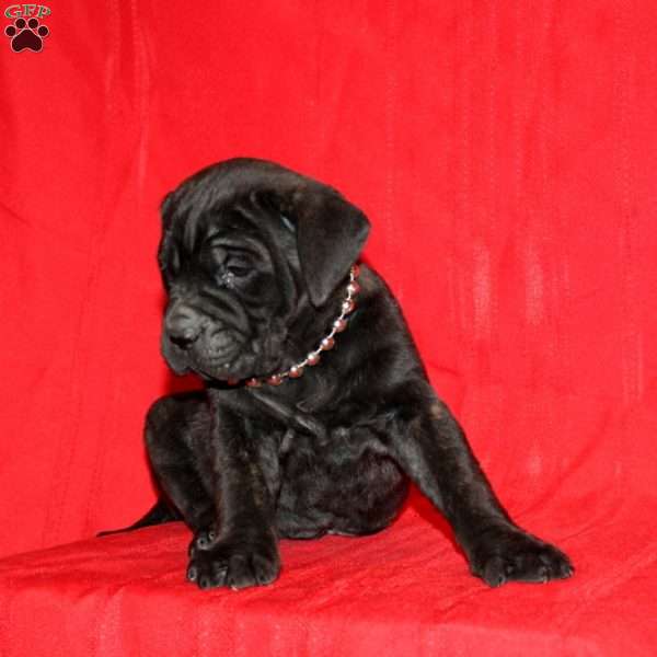 Liang, Cane Corso Puppy